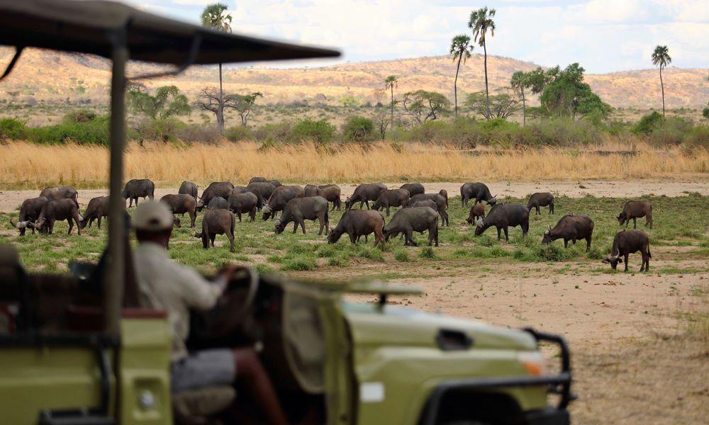 Zepisa African Safaris