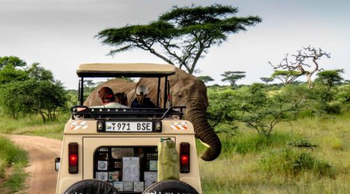 Tanzania safaris experience.