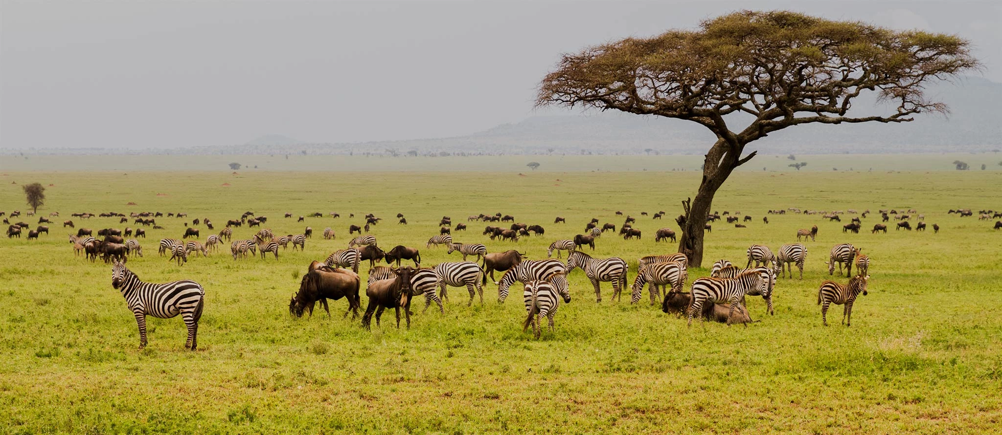 Tanzania and uganda safari