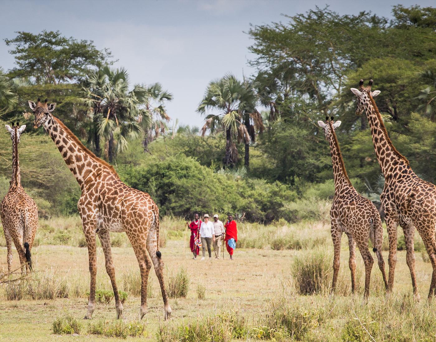 Zepisa African Safaris