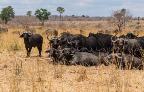 3-day Ruaha National Park budget Safari