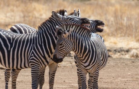 3-day Ruaha National Park budget Safari