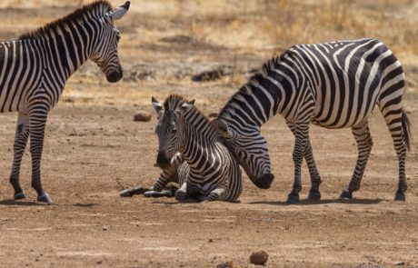 3-day Ruaha National Park budget Safari
