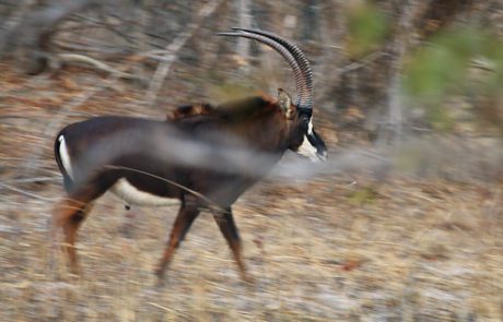 3-day Ruaha National Park budget Safari