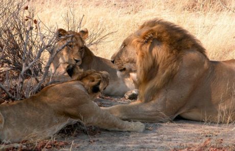 3-day Ruaha National Park budget Safari