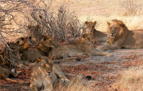3-day Ruaha National Park budget Safari