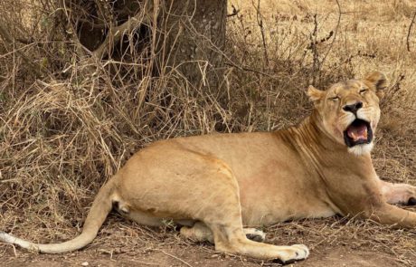 3-day Ruaha National Park budget Safari