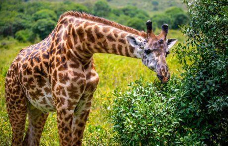 Arusha National park