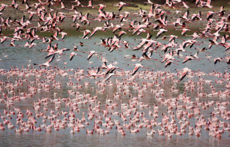 Arusha National park