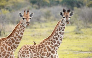 10-Day Safari to Mikumi, Ruaha & Nyerere NP