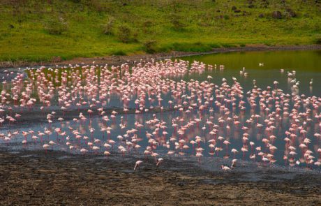 Arusha National park