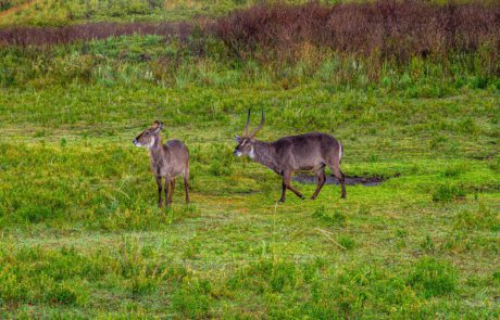 Arusha National park