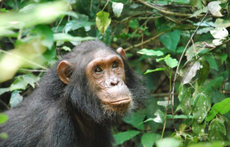 Gombe National Park