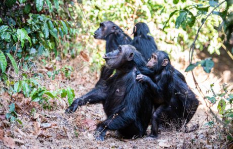 Gombe National Park