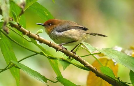 Birding Safari-Tanzania