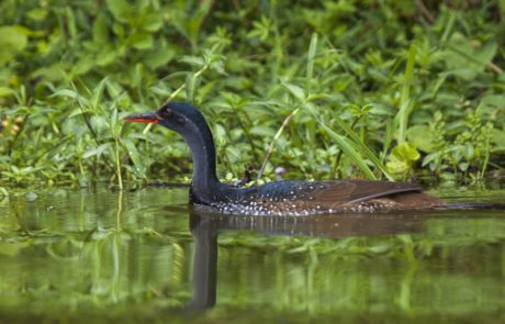 Birding Safari Tanzania