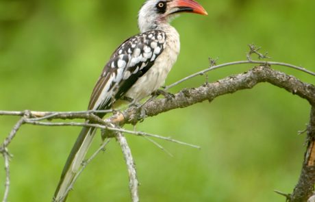 Birding Safari Tanzania