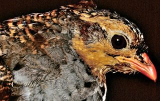 Birding Safari-Tanzania