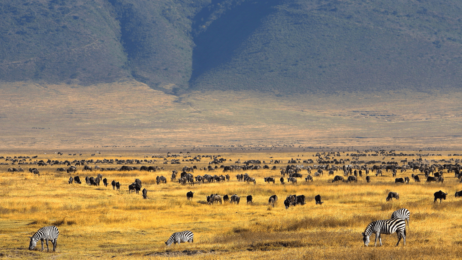 When it comes to wildlife, the Ngorongoro Crater is a haven for animal lovers. It is estimated that there are over 25,000 large animals within the crater, making it one of the densest concentrations of wildlife in Africa. Visitors to the crater can expect to see a variety of animals, including elephants, lions, cheetahs, giraffes, hippos, and zebras, just to name a few. There is also a high chance of spotting the elusive black rhino, as the crater is one of the best places in Africa to witness this rare creature in its natural habitat.