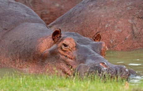 Explore the Beauty of Nyerere National Park