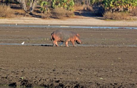 Explore the Beauty of Nyerere National Park