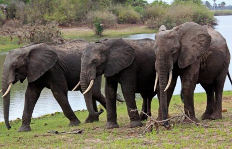 Explore the Beauty of Nyerere National Park