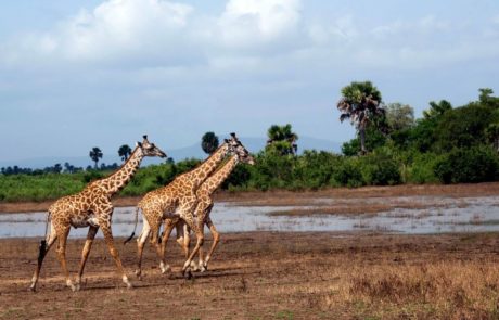 Explore the Beauty of Nyerere National Park