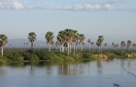 Explore the Beauty of Nyerere National Park