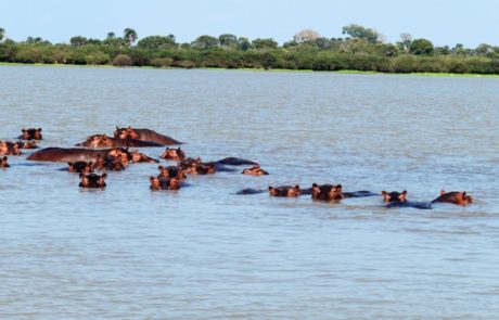 Explore the Beauty of Nyerere National Park