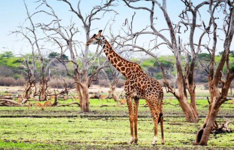 Nyerere National Park is home to a diverse range of wildlife, including elephants, lions, giraffes, and buffalo. Visitors can embark on game drives to see these majestic creatures in their natural habitat and witness the circle of life unfold before their eyes.