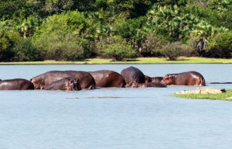 Explore the Beauty of Nyerere National Park