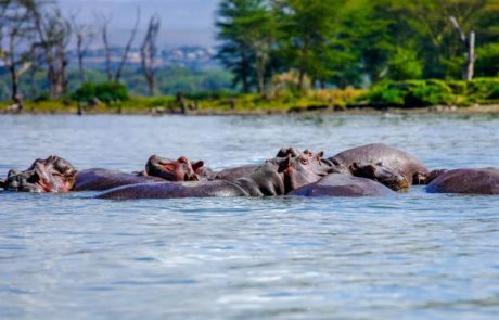 Explore the Beauty of Nyerere National Park