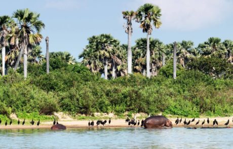 Explore the Beauty of Nyerere National Park