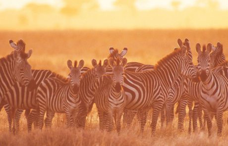 Tarngire National park