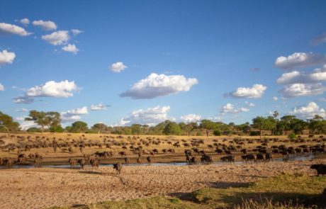 Tarngire National park