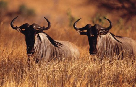 Tarngire National park