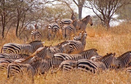 Tarngire National park