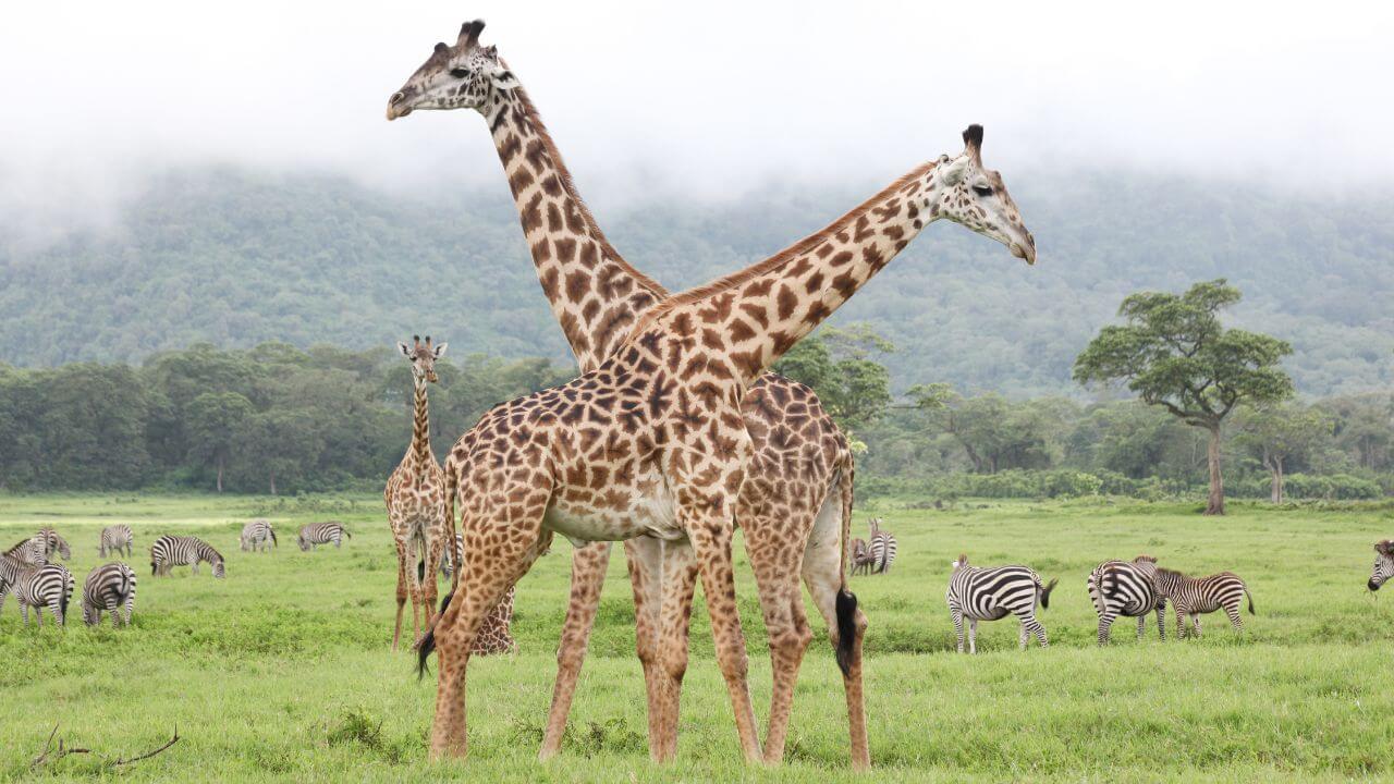 Explore the Beauty of Arusha National Park in Tanzania**