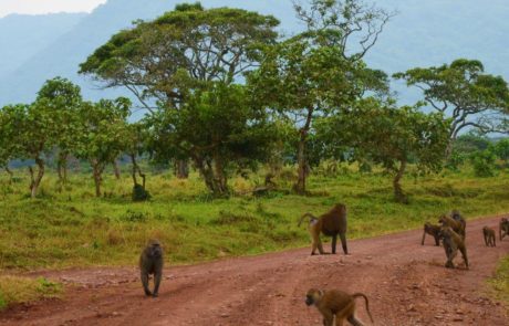 Explore the Beauty of Arusha National Park in Tanzania**