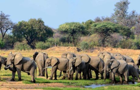 Ruaha National park