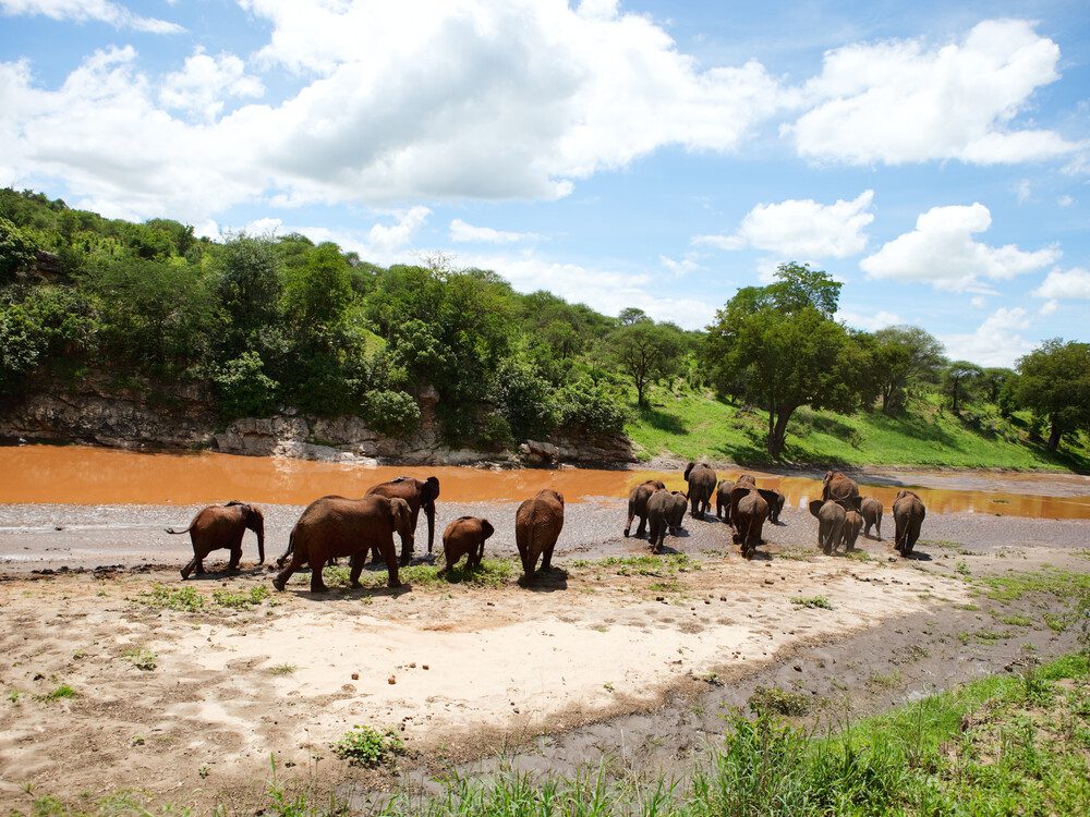 Elephants,In,Tarangire,National,Park,,Tanzania