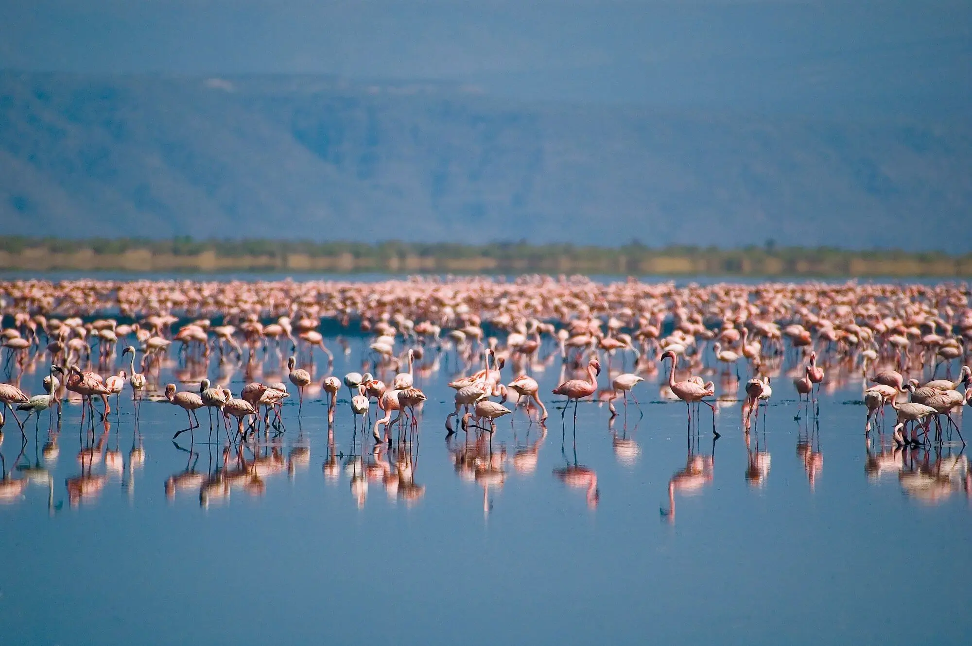 flamingo-s-in-lake-natron-1
