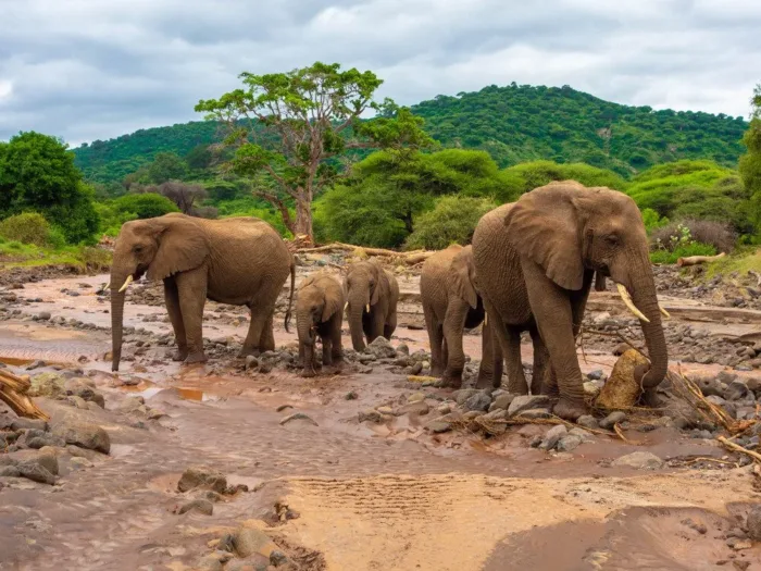 7-Day Best of Tanzania Safari Highlights