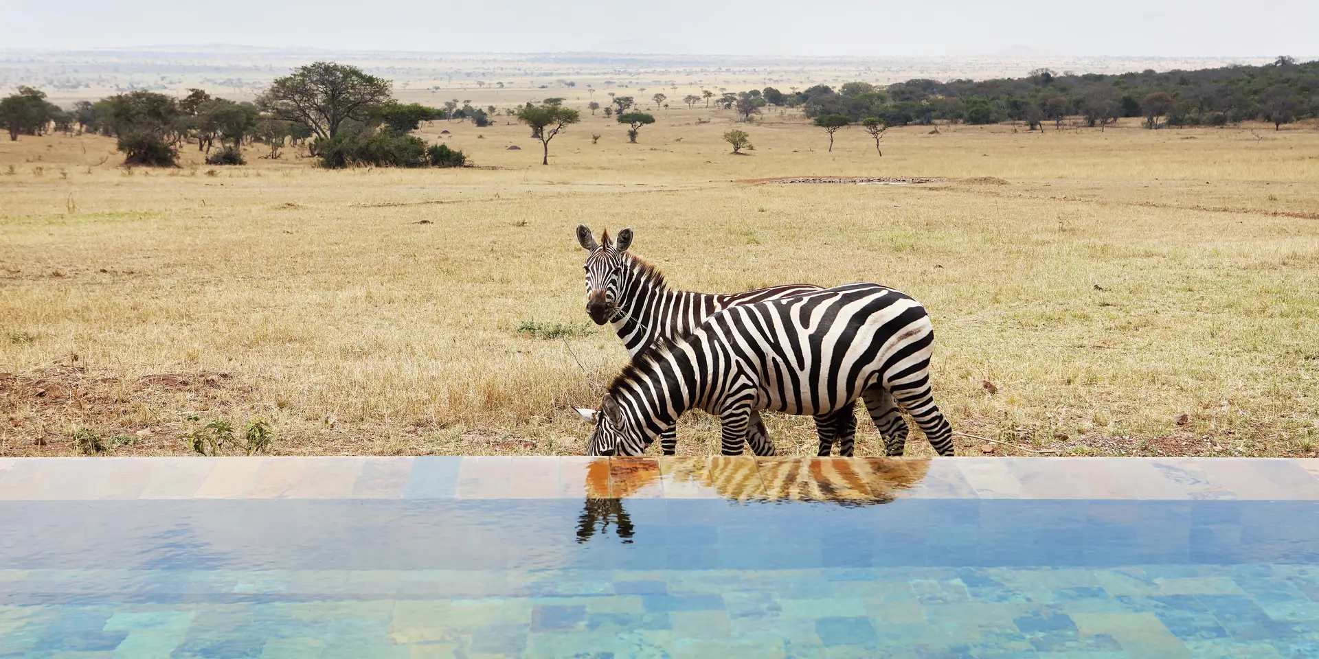 singita-serengeti-house-tanzania-zebra-reflection-pool Four seasons safari lodge serengeti