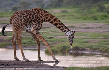 4-Day From Zanzibar-Tarangire Serengeti Ngorongoro & More