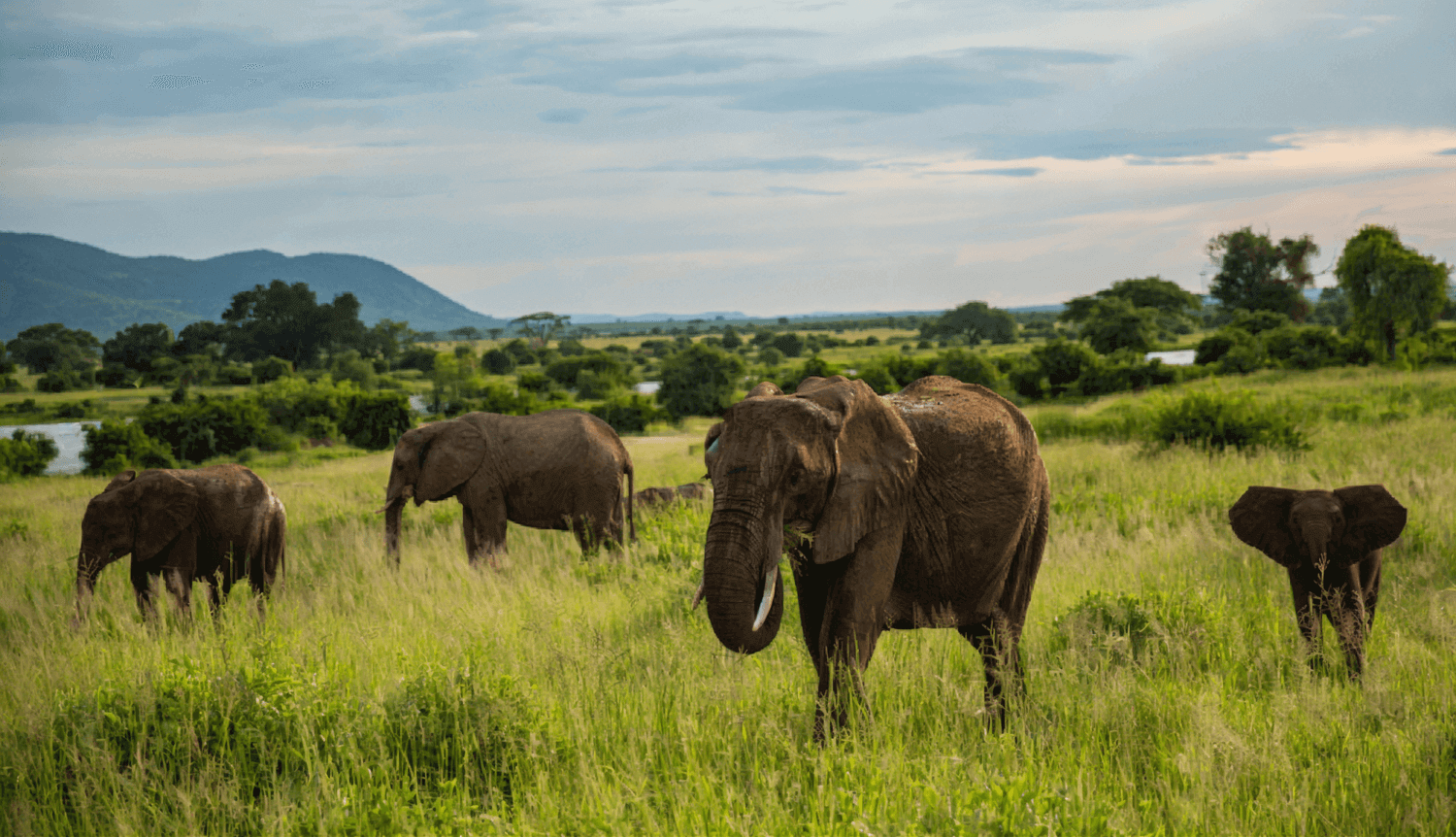 Best time to visit ruaha national park for Safari