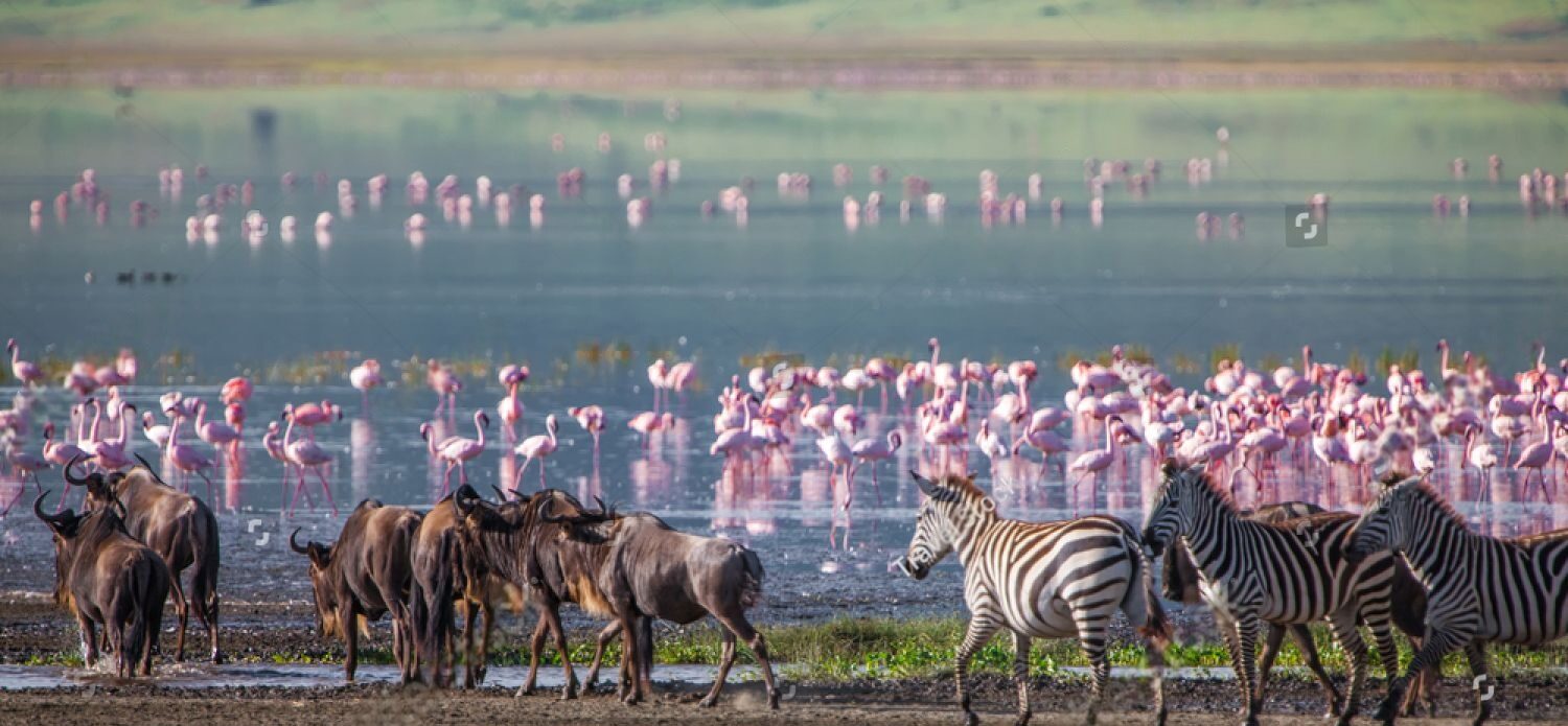stock-photo-zebras-and-wildebeests-in-the-ngorongoro-crater-tanzania-1286847286 (2)