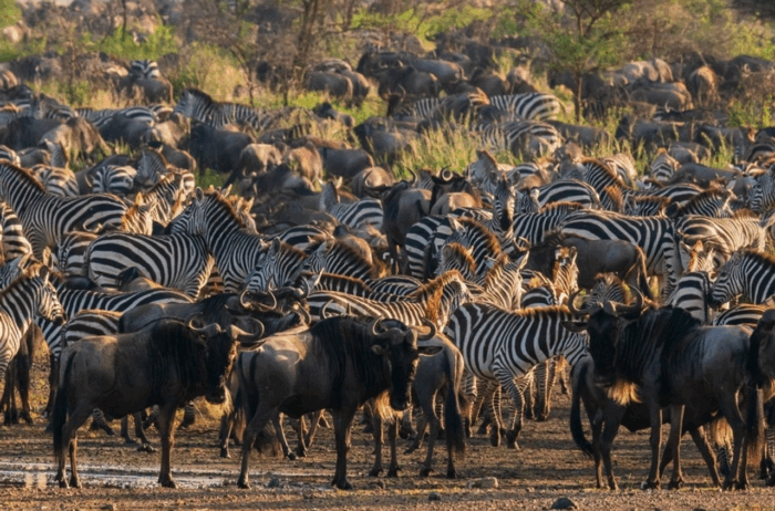 10-Day Wildebeest Migration-Luxury Safari