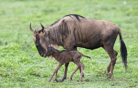 Tanzania Weather in February for Safaris: A Complete Guide